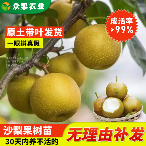 沙梨果树嫁接苗带土当年结果