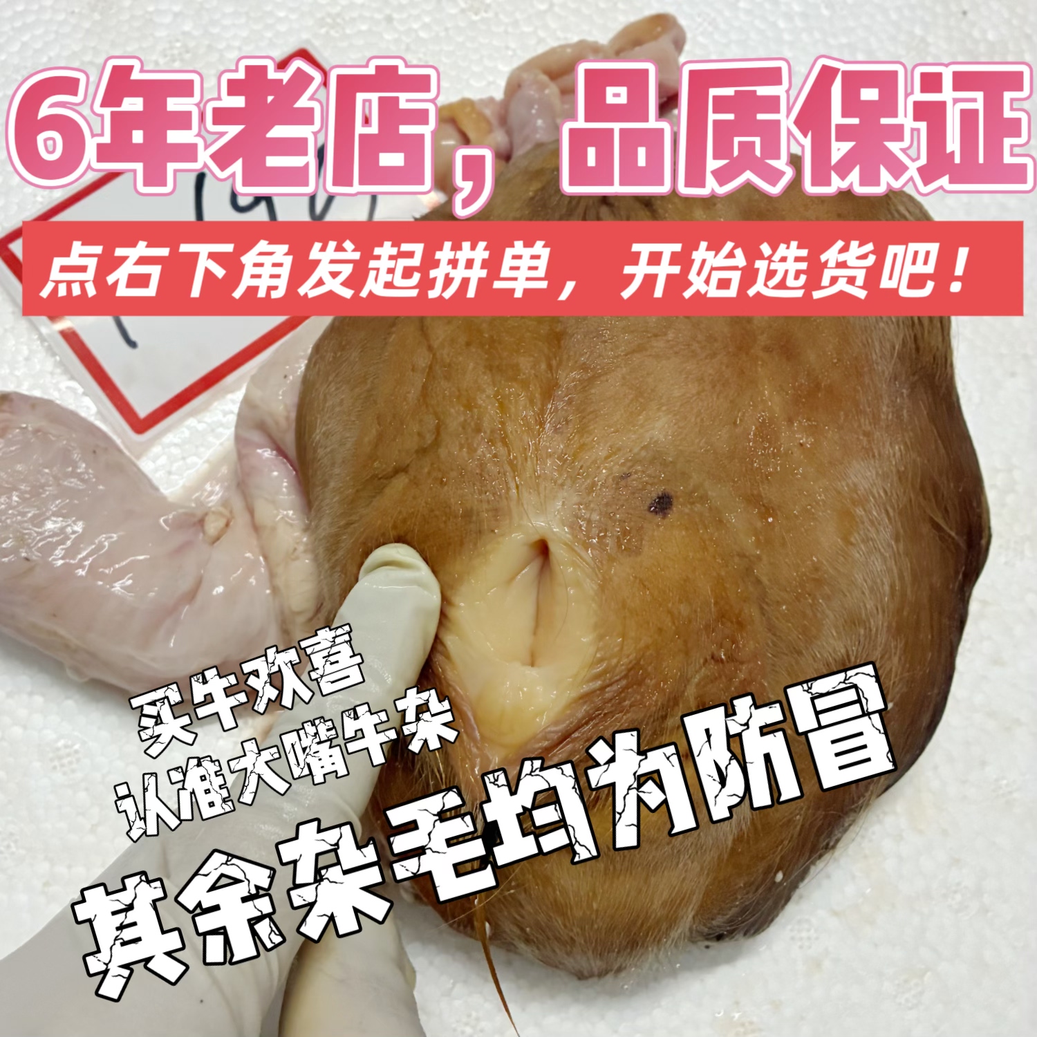 【顺丰速运】新鲜牛欢喜整套，黄牛水牛母牛生殖系统，带阴道子宫