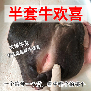 【顺丰速运】国产水牛欢喜本地黄牛欢喜半套装，精选产品小牛阴道