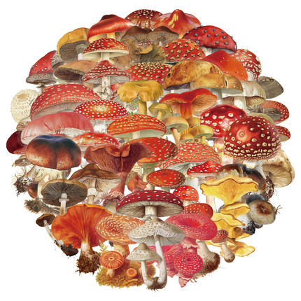 50张/套创意复古蘑菇PET透明贴纸笔记本水杯电脑平板个性装饰贴纸