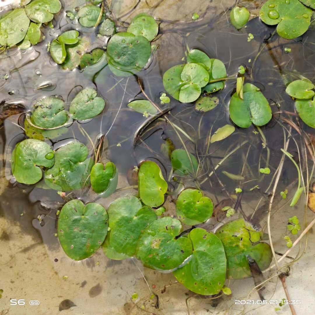 水生植物 水鳖 水白 水苏 马尿花 芣菜 漂浮植物 池塘园林造景