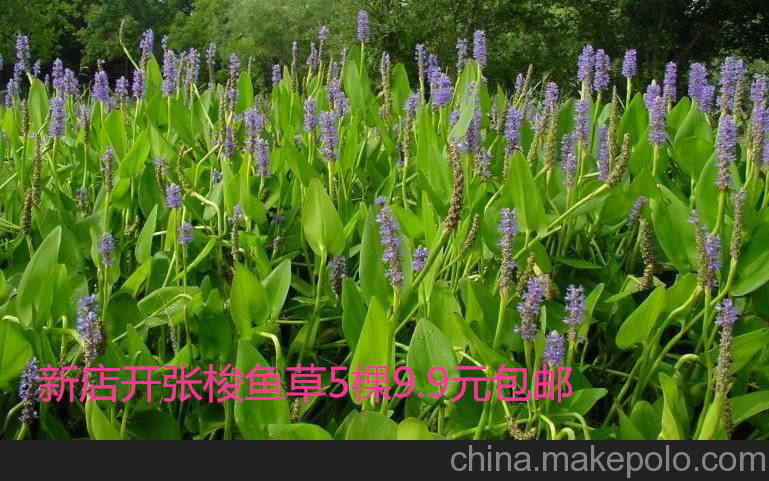 梭鱼草水生植物水生花卉海寿花梭鱼草多年生挺水或湿生草本植物