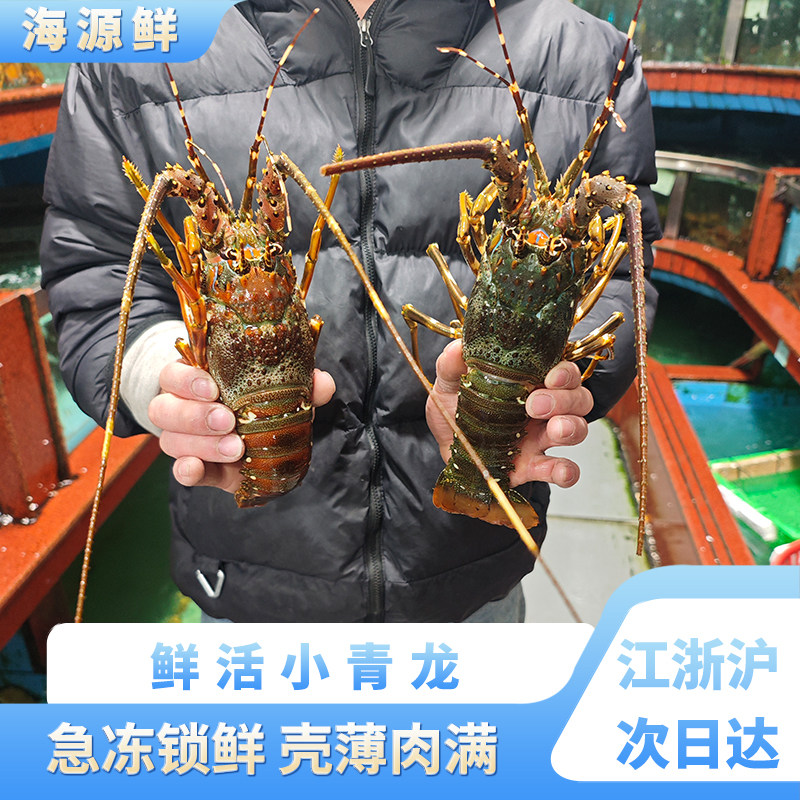进口新鲜小青龙龙虾鲜活冷冻波龙澳龙大龙虾特大澳洲龙虾年货送礼
