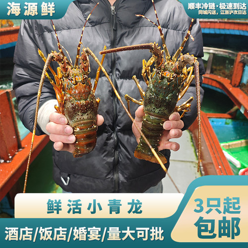 越南进口新鲜活冻小青龙整只大规格肉质饱满液氮锁鲜无药水高品质