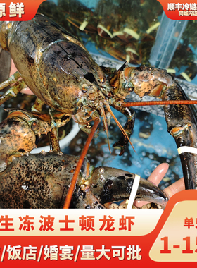 进口波士顿大龙虾鲜活冷冻波龙鲜虾活虾澳龙活冻大龙虾特大10斤