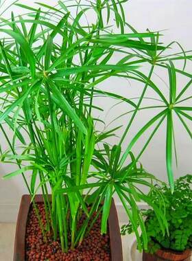 水竹水菖蒲水培净化水质