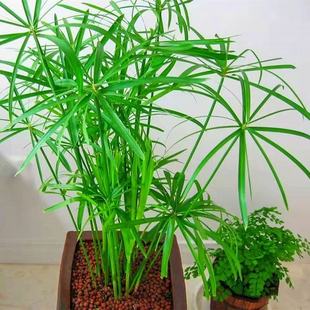 水竹水菖蒲水培旱伞草春羽香蒲池塘造景净化水质植物盆栽风车草苗