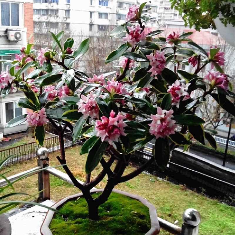 金边瑞香盆栽浓香型四季常青图片