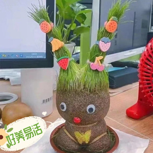草头娃娃小盆栽种植物浇水长头发迷你绿植头上长草人儿童观察生长