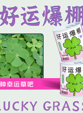 幸运草网红罐装种植小盆栽桌面罐头植物小学生向日葵小花农礼物