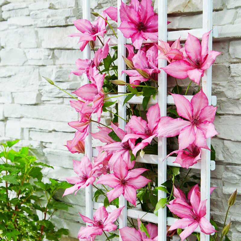 铁线莲大道矮生啤酒塞尚常绿组银币攀援爬藤阳台庭院植物盆栽花苗