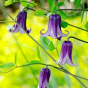 鸣翔园艺如古紫铃铛铁线莲攀援爬藤花苗阳台庭院植物盆栽花卉易活
