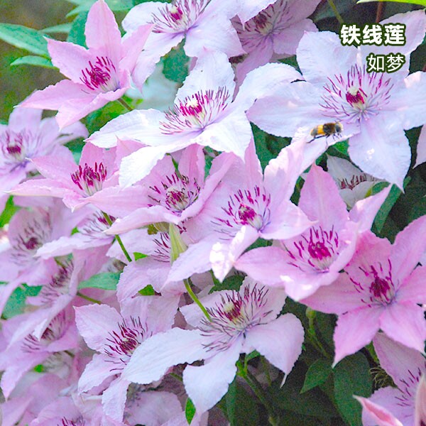 鸣翔园艺如梦铁线莲三类爬藤花苗阳台庭院室外植物盆栽花卉多花