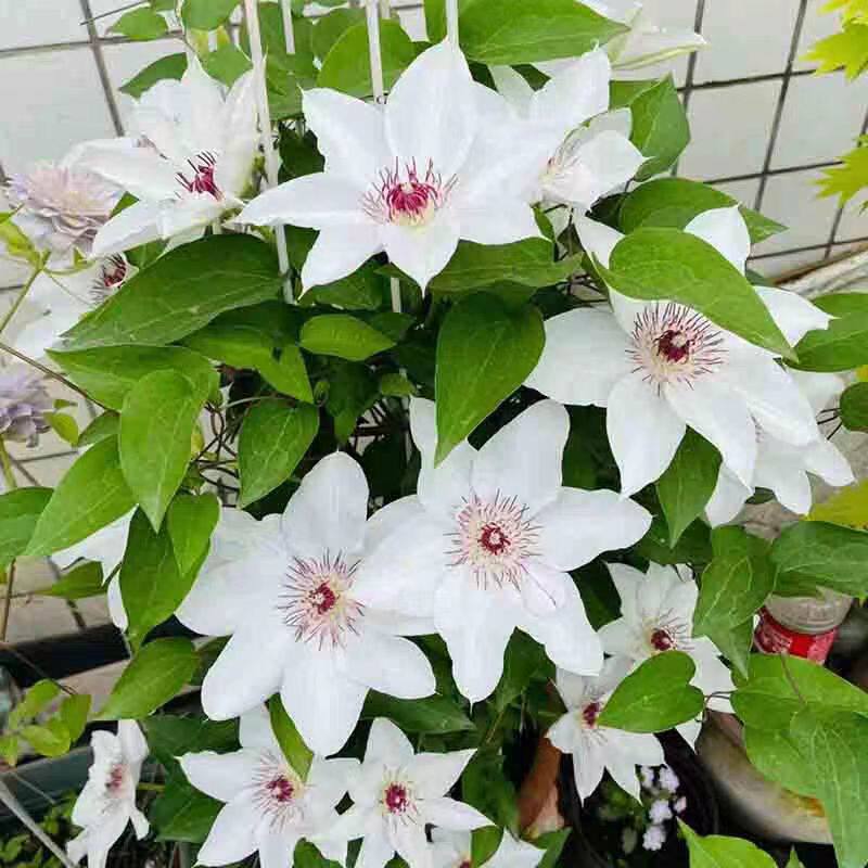 鸣翔园艺铁线莲晴山早花组二类爬藤植物盆栽花苗阳台庭院楼顶