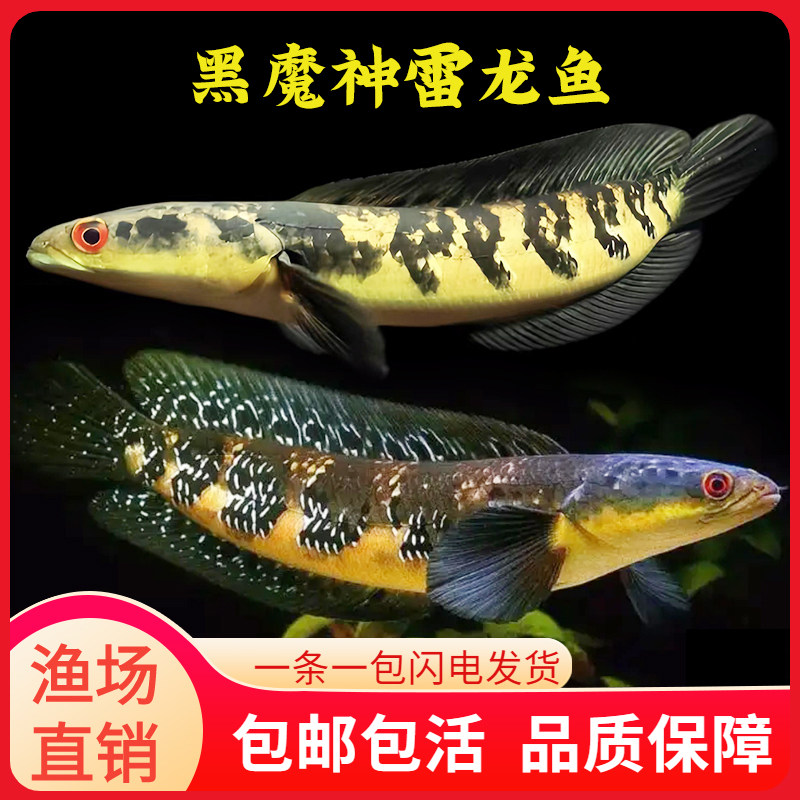 黑魔神雷龙鱼活体黄婆罗黑魔神印尼黑魔神红帝王雷龙中加红帝王活