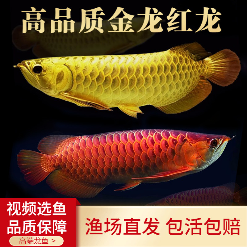 金龙鱼活体过背金龙鱼风水鱼金龙鱼鱼苗红龙鱼活体龙鱼中大型热带