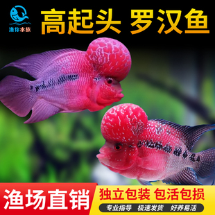 十八罗汉鱼活体起头大苗泰国火凤凰金花热带鱼观赏招财爆头长寿鱼