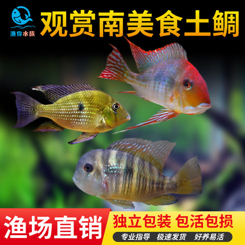 斯威尼关刀龙鱼配鱼热带观赏鱼鱼
