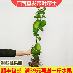 新品种猕猴桃苗红心带土当年结果南北方种植嫁接软枣猕猴桃果树苗
