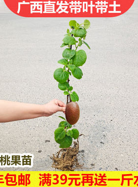 丹东果树苗阳台南北方软枣猕猴桃