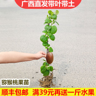 丹东软枣猕猴桃苗果树苗盆栽阳台软枣苗圆枣狗枣子枸枣子南北方苗