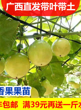 19元2棵钦蜜9号黄金百香果树果苗纯甜阳台庭院盆栽爬藤苗四季结果