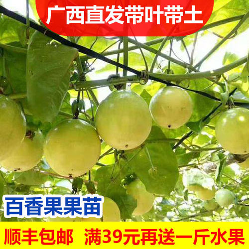 19元2棵黄金百香果树果苗纯甜阳台庭院盆栽爬藤苗四季结果