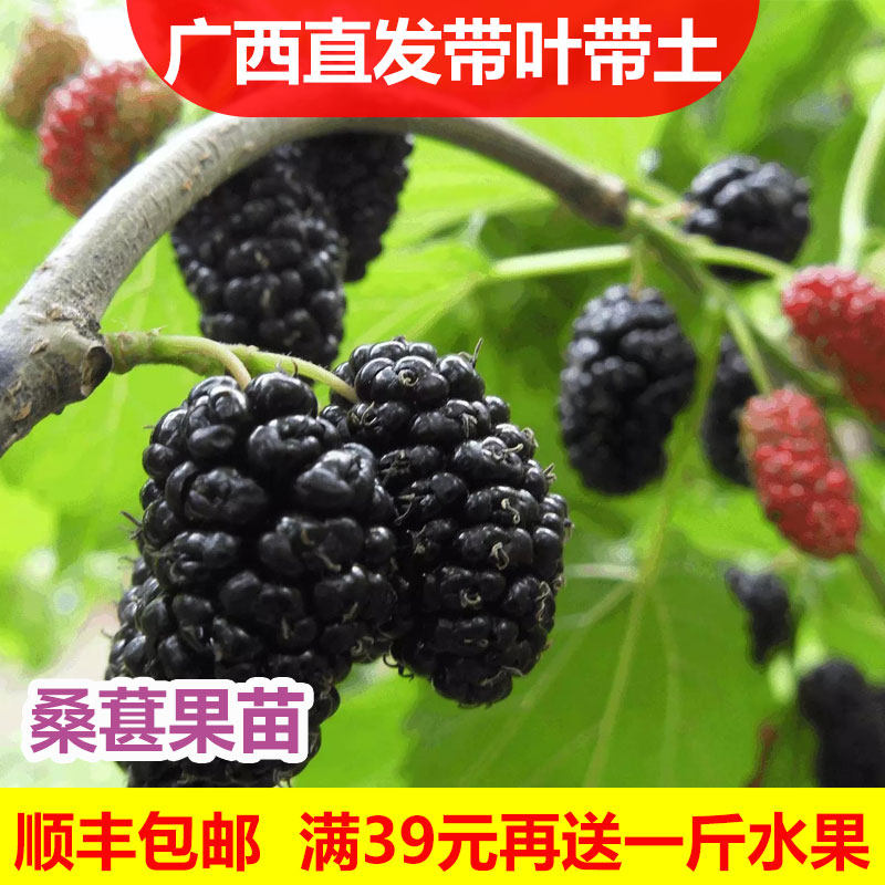 桑树苗嫁接桑葚树苗无籽大十台湾长水果桑树苗南北方种植当年结果