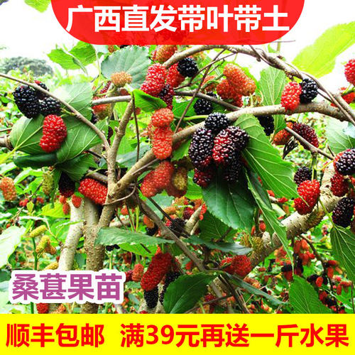 四季台湾南北方种植桑葚树苗