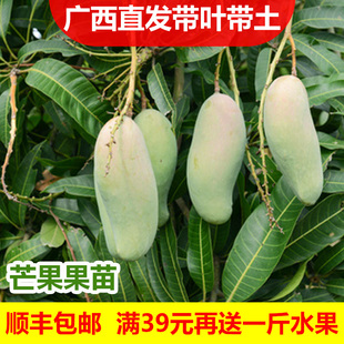 特大青芒果树苗嫁接当年结果金煌芒果树果苗南方矮化地栽四季盆栽