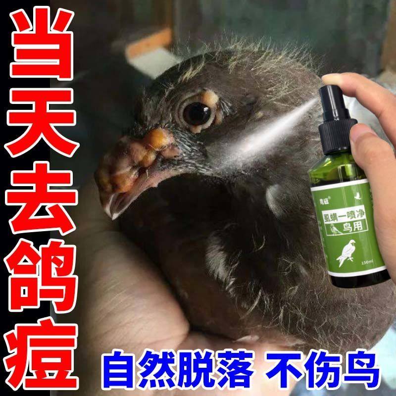 鸽痘药水特效治鸽痘鸽廇鸽子嘴角眼皮爪子翅膀内长脓痘鸽逗一扫光
