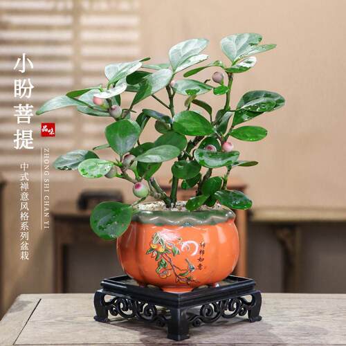 小盼菩提盆栽柿柿如意一叶室内