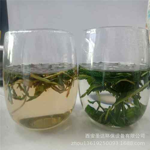 茶叶杀青设茶备绿设茶光波青备红杀微波干燥机