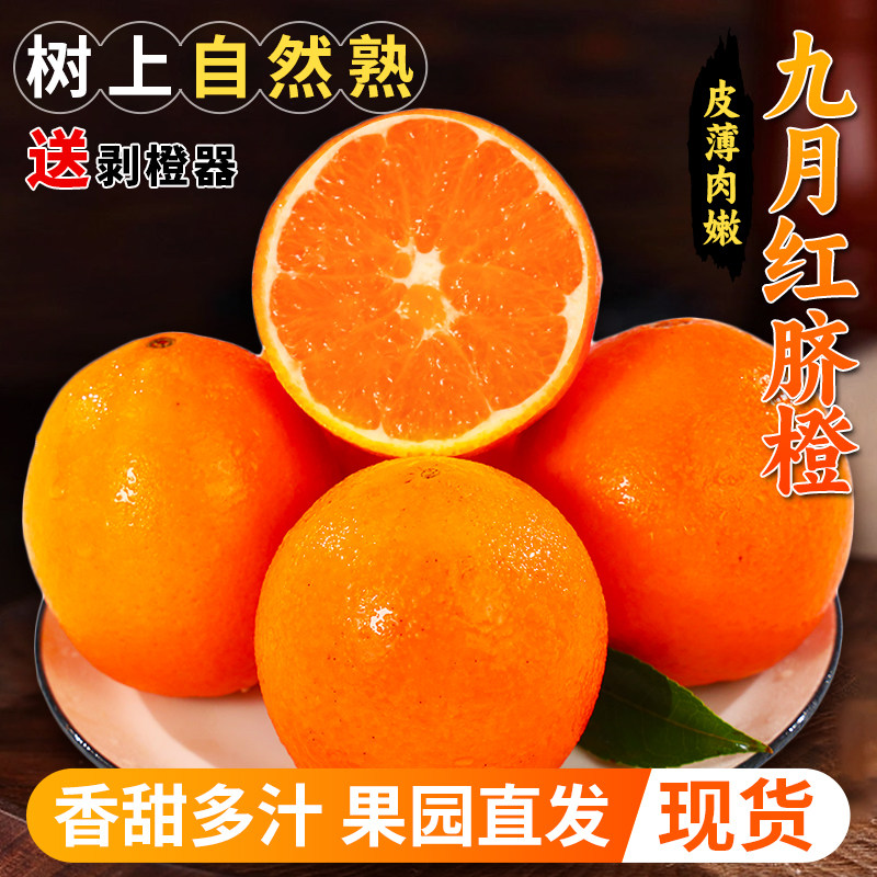 秭归九月红橙子脐橙当季新鲜水果现摘10斤手剥橙果冻橙超甜整箱