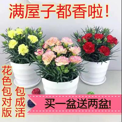 1送1康乃馨盆栽阳台客厅好养植物四季开花庭院室内观赏绿植吸甲醛