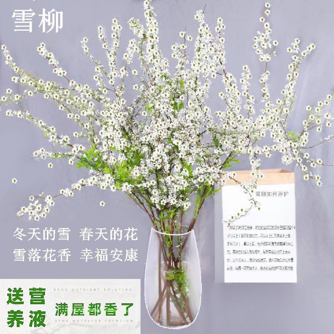 新奇鲜枝雪柳遇水开花室内花卉易活枯木逢春干枝阳台插花水培植物