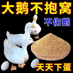 大鹅醒抱药专治家禽抱窝卧不起常年抱窝鸡鸭鹅下蛋催蛋秘方醒抱灵