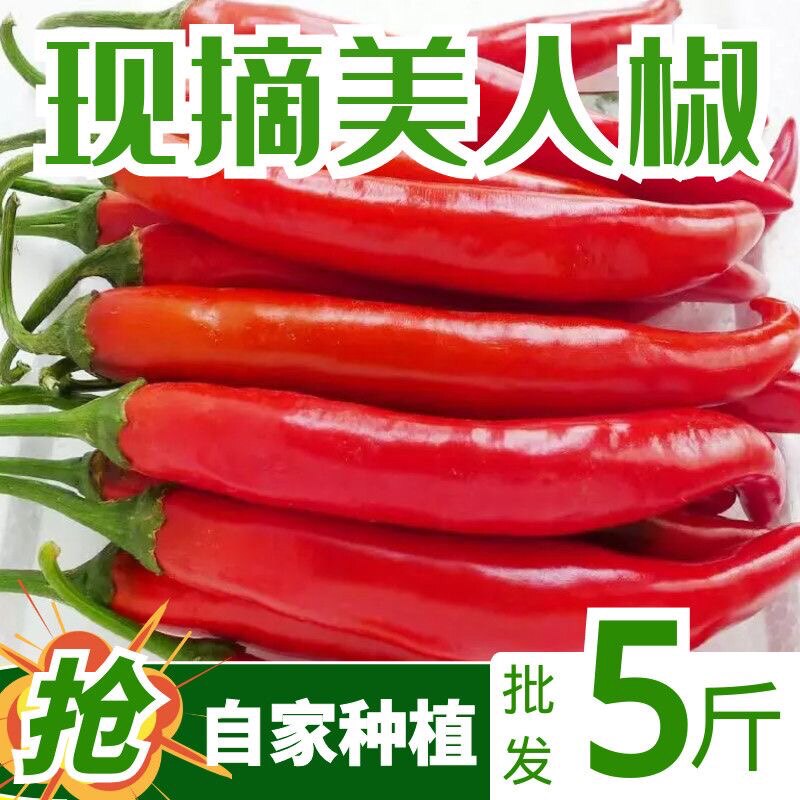 河南现摘微辣新鲜红辣椒美人椒海辣椒