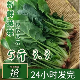 河南菠菜新鲜蔬菜现摘矮脚青菜批发霜打露天大叶时令当季 火锅菜