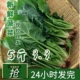 河南菠菜新鲜蔬菜现摘矮脚青菜批发霜打露天大叶时令当季 火锅菜