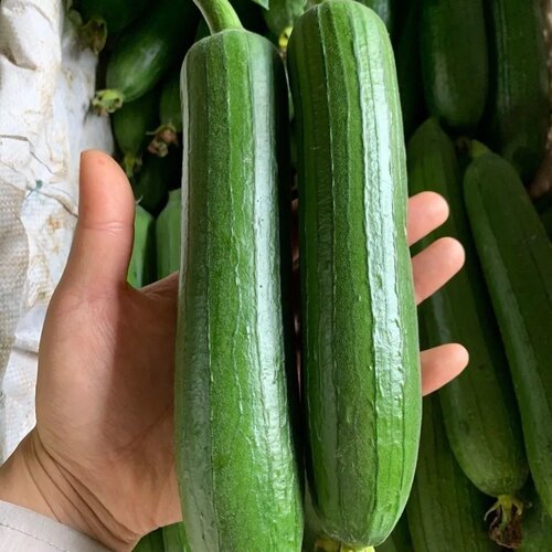 新鲜丝瓜现摘现发河南奶油特产长丝瓜露天种植可爆炒煲汤鲜嫩多汁