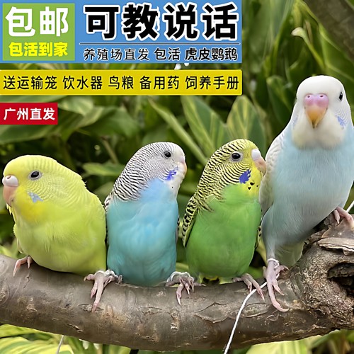 能发海南虎皮鹦鹉活鸟上手学说话