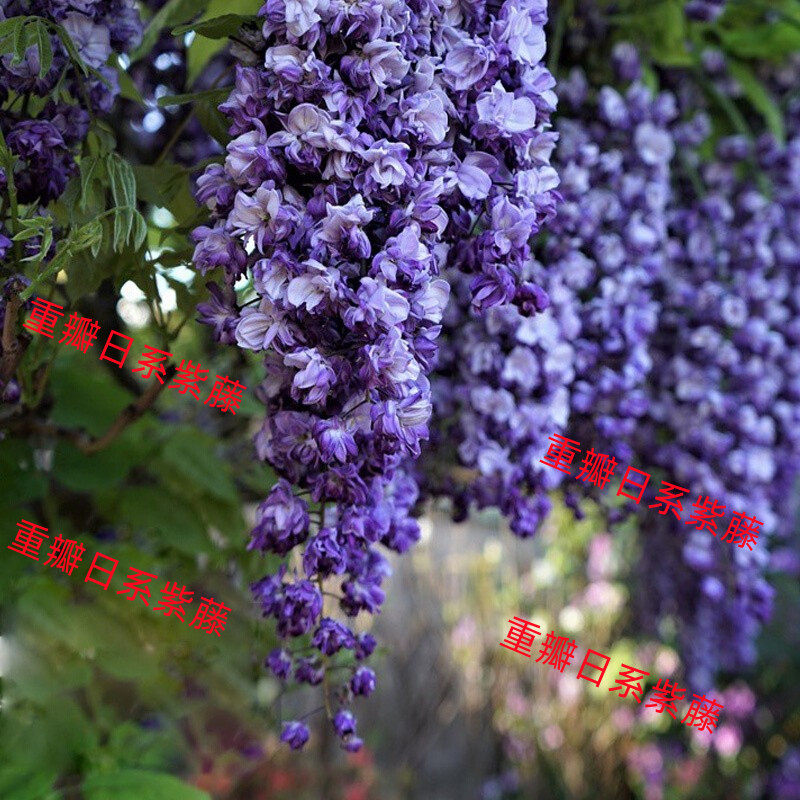 紫藤花树苗爬藤植物庭院围墙四季开花盆栽花苗绿植花卉藤蔓紫藤萝