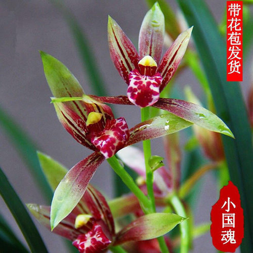 兰花苗浓香型四季小国魂红花带花