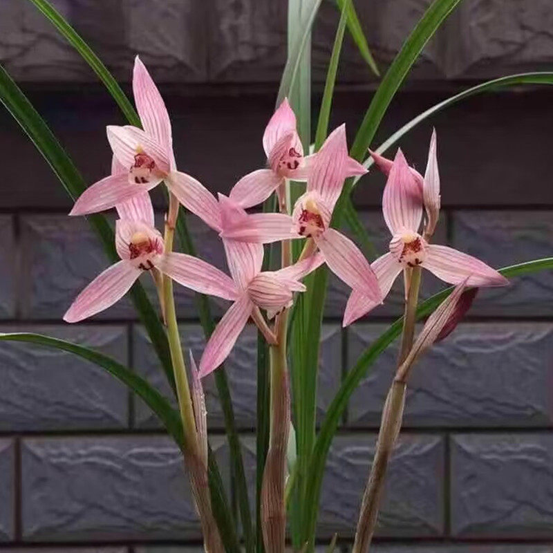 兰花苗新津胭脂春剑带花苞浓香型