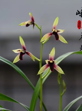 四季建兰赤城浓香型夏秋带花苞发货室内十大各种名贵素黑色兰花苗