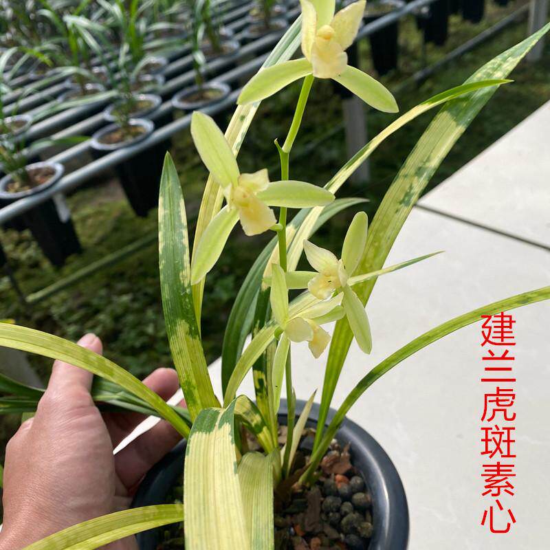 虎斑艺草建兰素心花浓香型夏秋带花苞发货各种十大名贵中透兰花苗