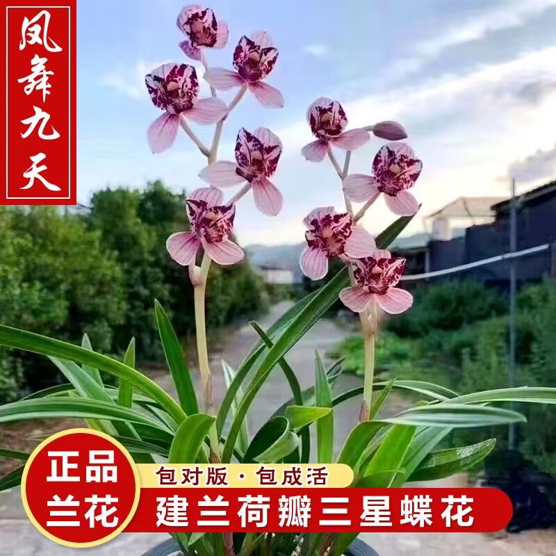 凤舞九天荷瓣三星蝶红花浓香型夏秋带花苞各种名贵品四季建兰花苗