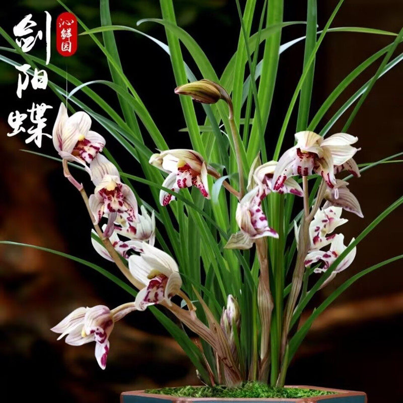莲瓣兰剑阳蝶带花苞浓香型兰花苗
