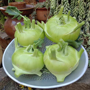 新鲜当季蔬菜丕蓝菜应季蔬菜清脆甜菜头大头菜